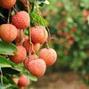 First batch of lychee exported to Thailand