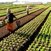 Organic farming requires more policies to develop