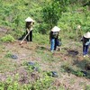 Thua Thien – Hue develops sustainable afforestation