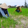 Sustainable rice to reduce gas emissions