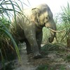 First elephant pregnant in half-wild environment