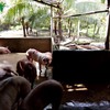 Abattoir pollutes Tiền Giang