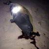Seal found dead in Bình Thuận Province
