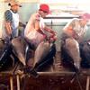 Tuna exporters aim for 8% increase this year
