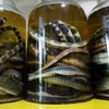 Russian man dodges jail time thanks to fake Vietnamese cobra wine