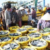 Fishermen start year with bumper catch