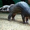 Smuggled pangolin scales discovered at Nội Bài airport