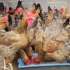 Việt Nam’s animal feed imports up sharply