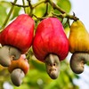 Cashew production forecast to drop nearly 20 per cent in 2017