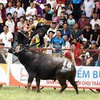 Man mauled to death by his buffalo during fest in northern Vietnam