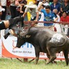 Đồ Sơn fest stopped as buffalo kills owner