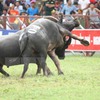 Buffalo that killed owner not injected with stimulant