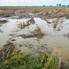 Early flooding damages Long An agriculture