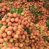 China buys over 9,500 tons of lychees