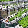 Lam Dong promotes high-tech farming