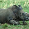 Celebrities call on South Africa to withdraw plan on rhino horn trade legalization