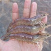 Brackrish shrimp farming reaches 3 year high