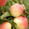 USDA approves star apple fruit from Vietnam