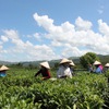 Businesses and farmers ties improves Lai Chau tea sales