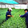 Organic agriculture thrives in Dak Lak