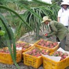 Australia considers importing Vietnamese dragonfruits