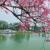 First ever cherry blossom festival in Dalat