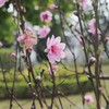 Peach blossom festival in Lang Son
