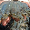 Shrimp exports to South Korea subject to examinations