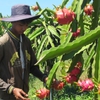 Binh Thuan province to develop hi-tech farming