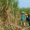 Improvements in competitiveness of sugarcane industry needed