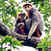 Endangered primates spotted in Quang Nam