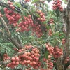 Lychee harvest season causes concerns