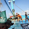Vietnam maintains sustainable fisheries