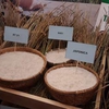 Vietnamese rice exports see constant growth