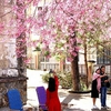 Da Lat cherry blossom festival to return this month