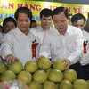 Phu Tho province holds fair to promote Doan Hung pomelos