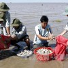 Mekong clam farmers develop sustainable value chains