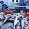Tra fish exports likely to hit 2.1 billion USD this year