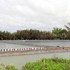 Tien Giang develops saltwater, brackish-water aquaculture