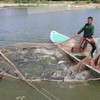 Dong Thap catfish farms near annual target