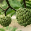 Export of custard apples promoted