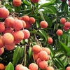 Labeled Thanh Ha lychees to boost sales