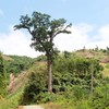 Vietnam introduces ancient Lim forest