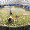 New large scale shrimp farm launches in Binh Dinh province