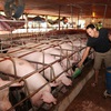 Sustainable livestock farming promoted