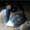 Con Dao closely monitors sea turtle habitat