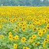 Wild sunflower festival kicks off in Gia Lai