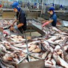 China becomes biggest buyer of Vietnamese tra fish