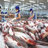 Tra fish prices rise to record levels