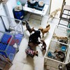 Vietnamese woman cares for over 100 stray cats, dogs